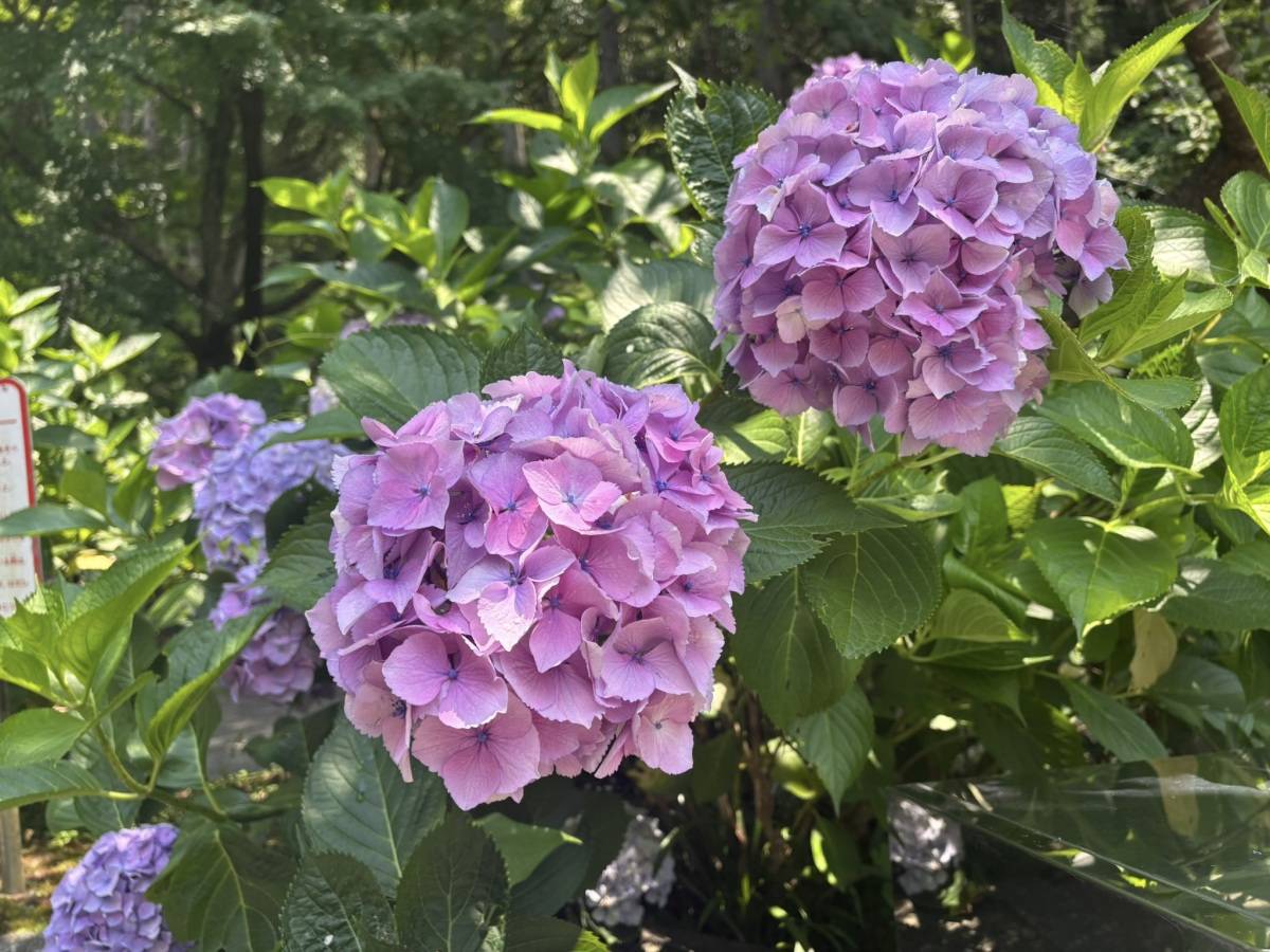 紫陽花　あじさい　紫　パープル