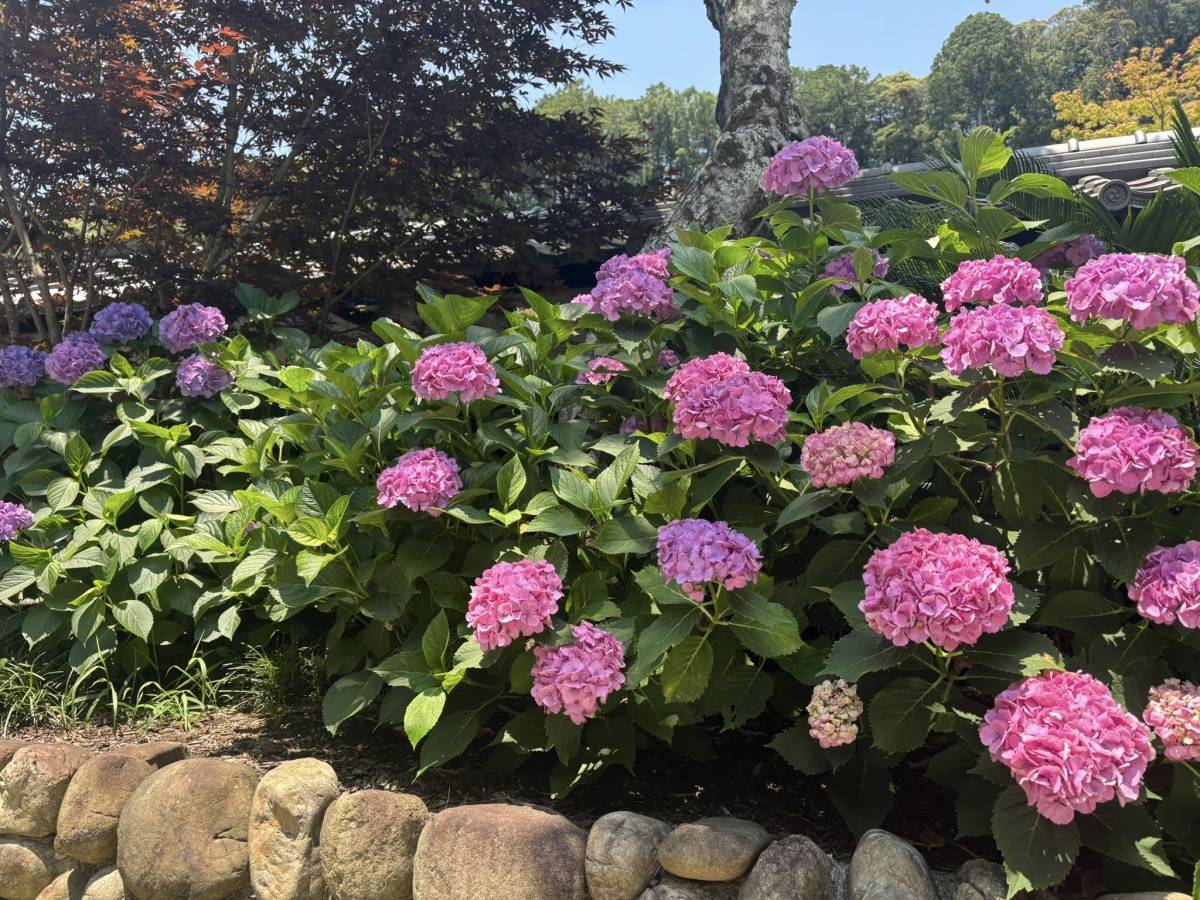 紫陽花　あじさい　ピンク　