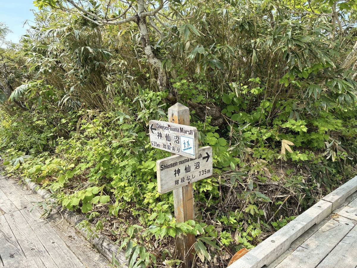 沼への分岐点