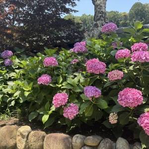 【2026静岡】法多山 尊永寺の「あじさいまつり」きたー！！名物は「厄除け団子」