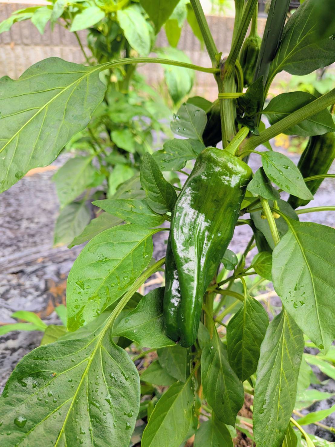 家庭菜園のピーマン