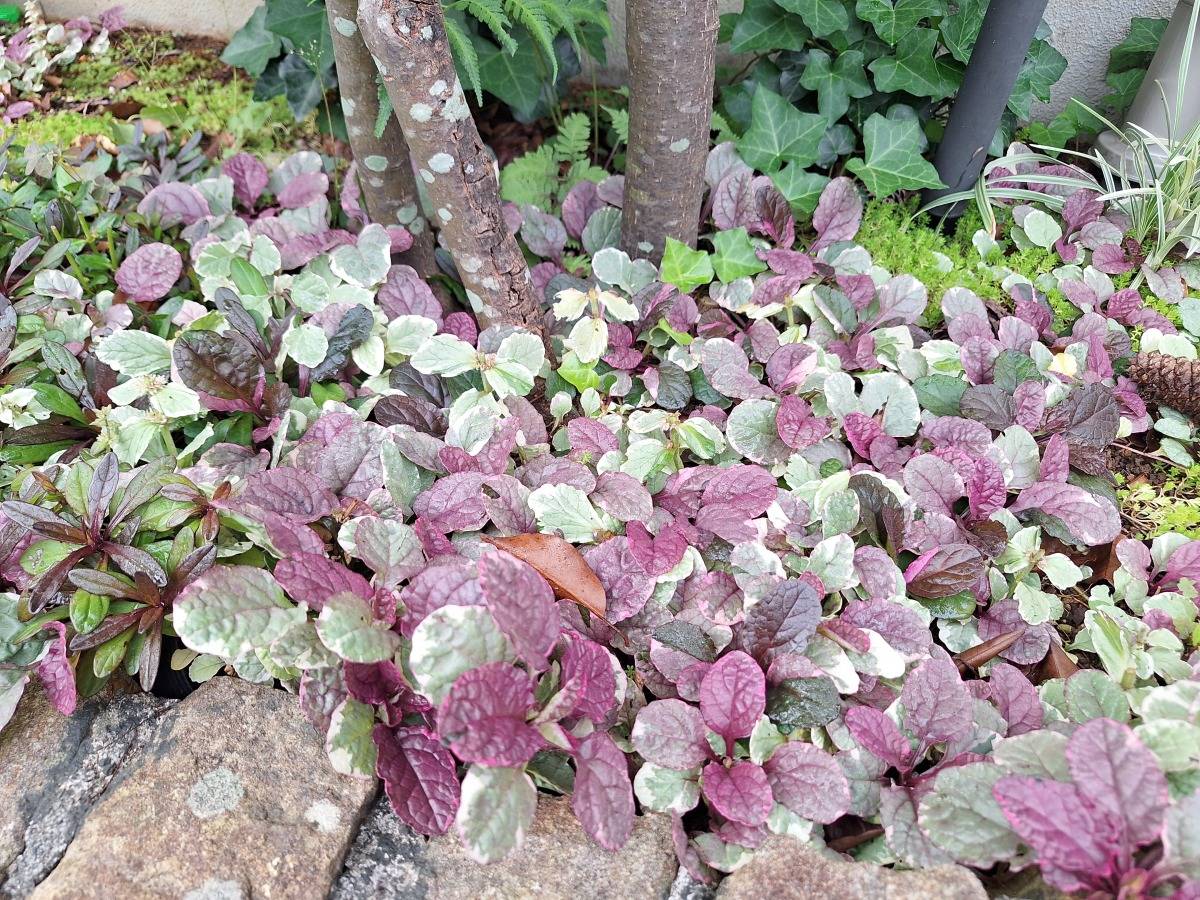 北玄関前の植栽アジュガ
