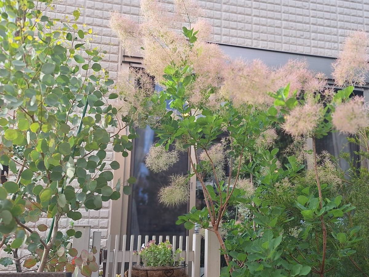 ユーカリポポラスとスモークツリー
