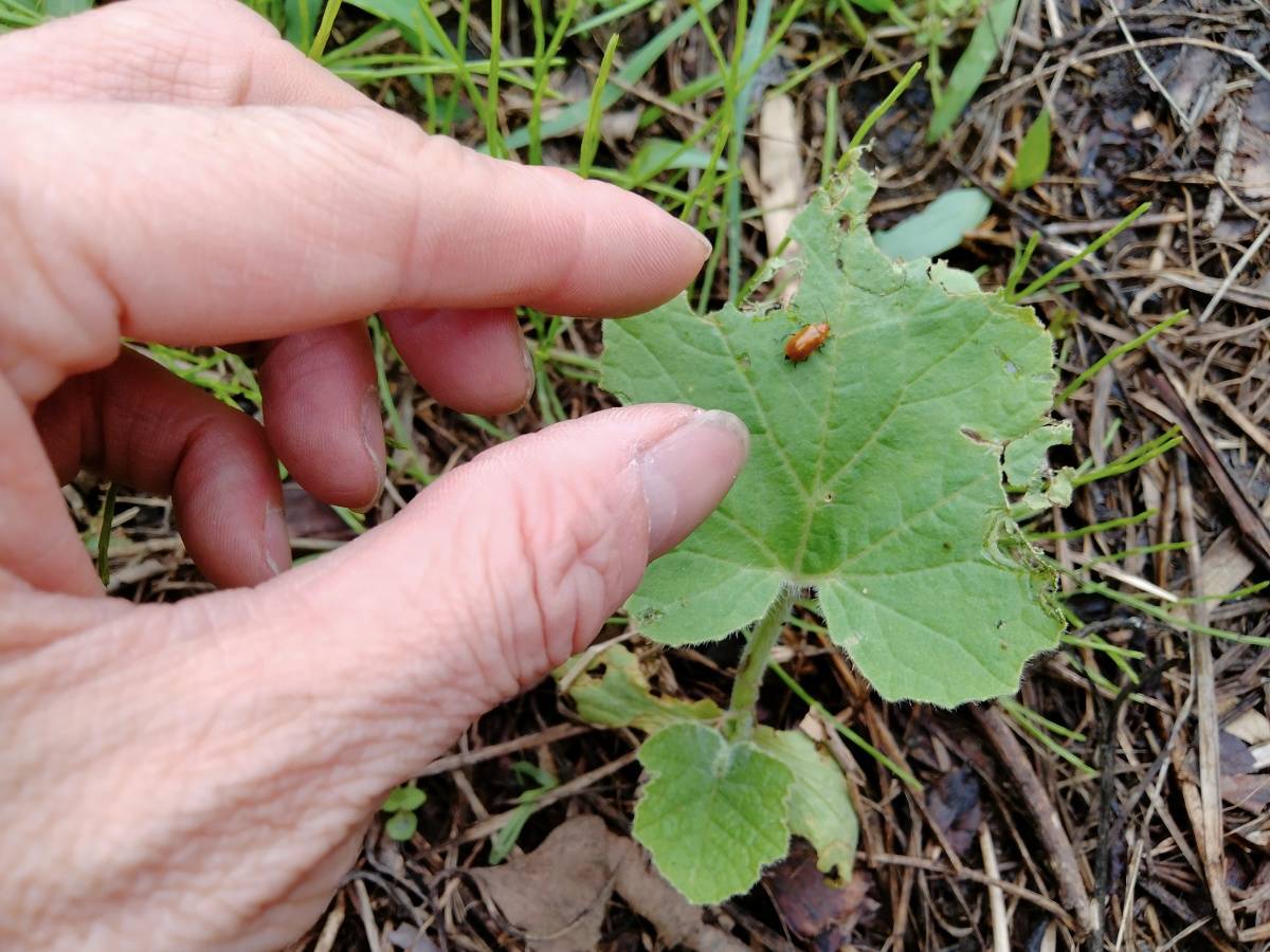 葉についた虫を手で取っている様子