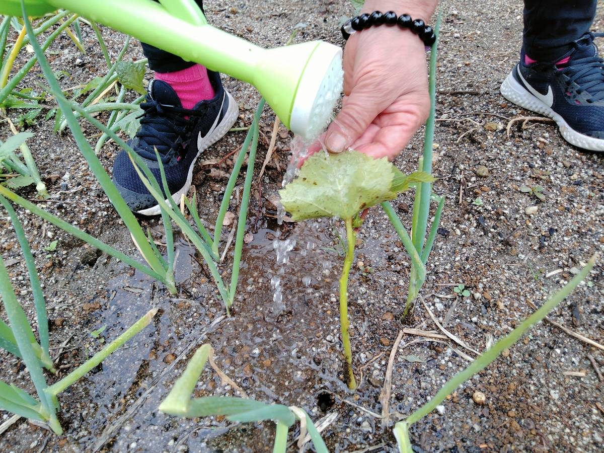 じょうろで葉の裏に水をかけている様子