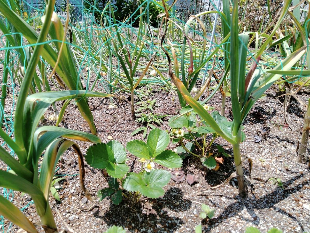 イチゴと一緒に植えたニンニク