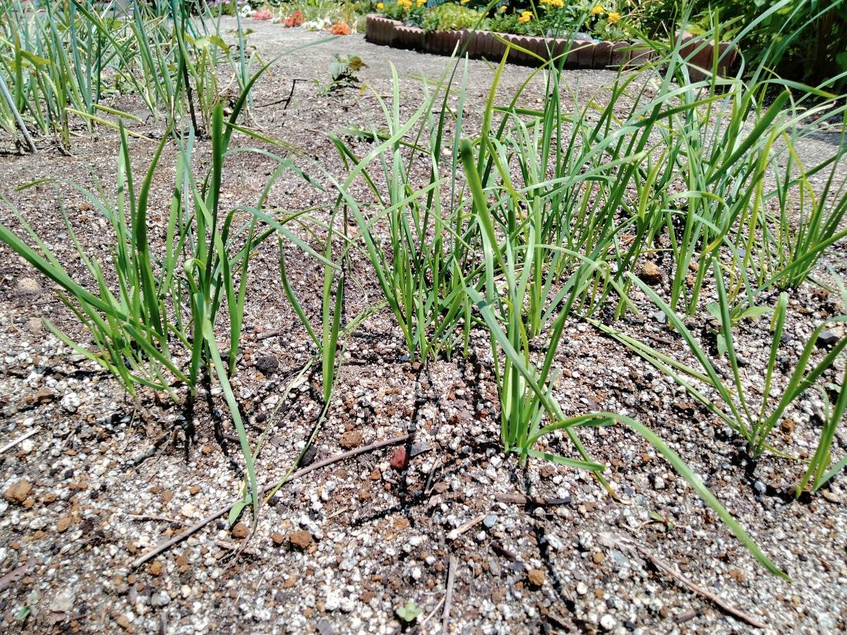 元気に育つニラ