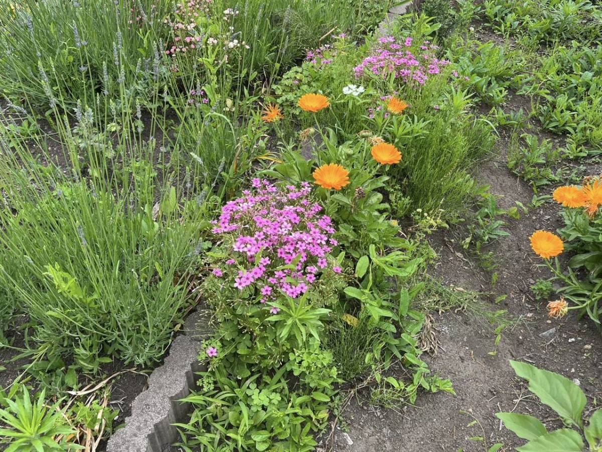 ラベンダーやキンセンカなど色とりどりの花が咲く花壇
