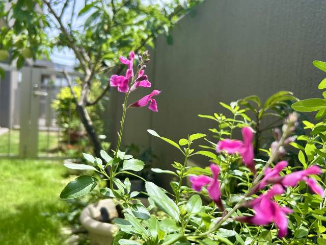 多年草のチェリーセージの花