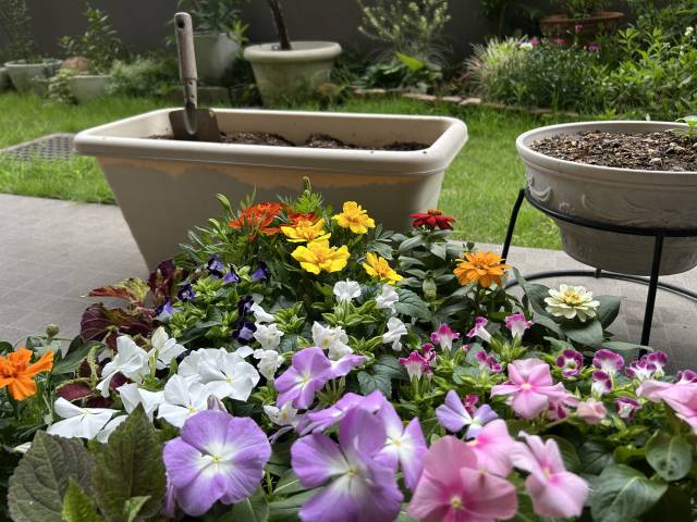 夏の定番の花苗