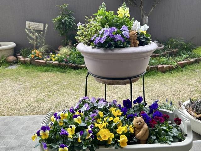 たくさんのビオラの寄せ植え