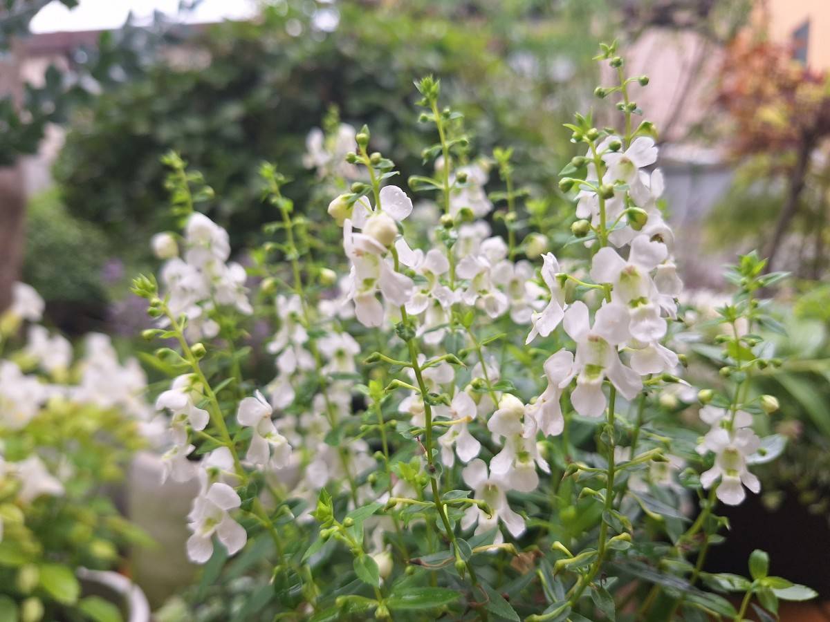 夏花壇を涼しく彩る白花のアンゲロニア