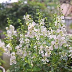 初心者でも失敗しにくい！実際に植えてわかった『育てやすい花』5選