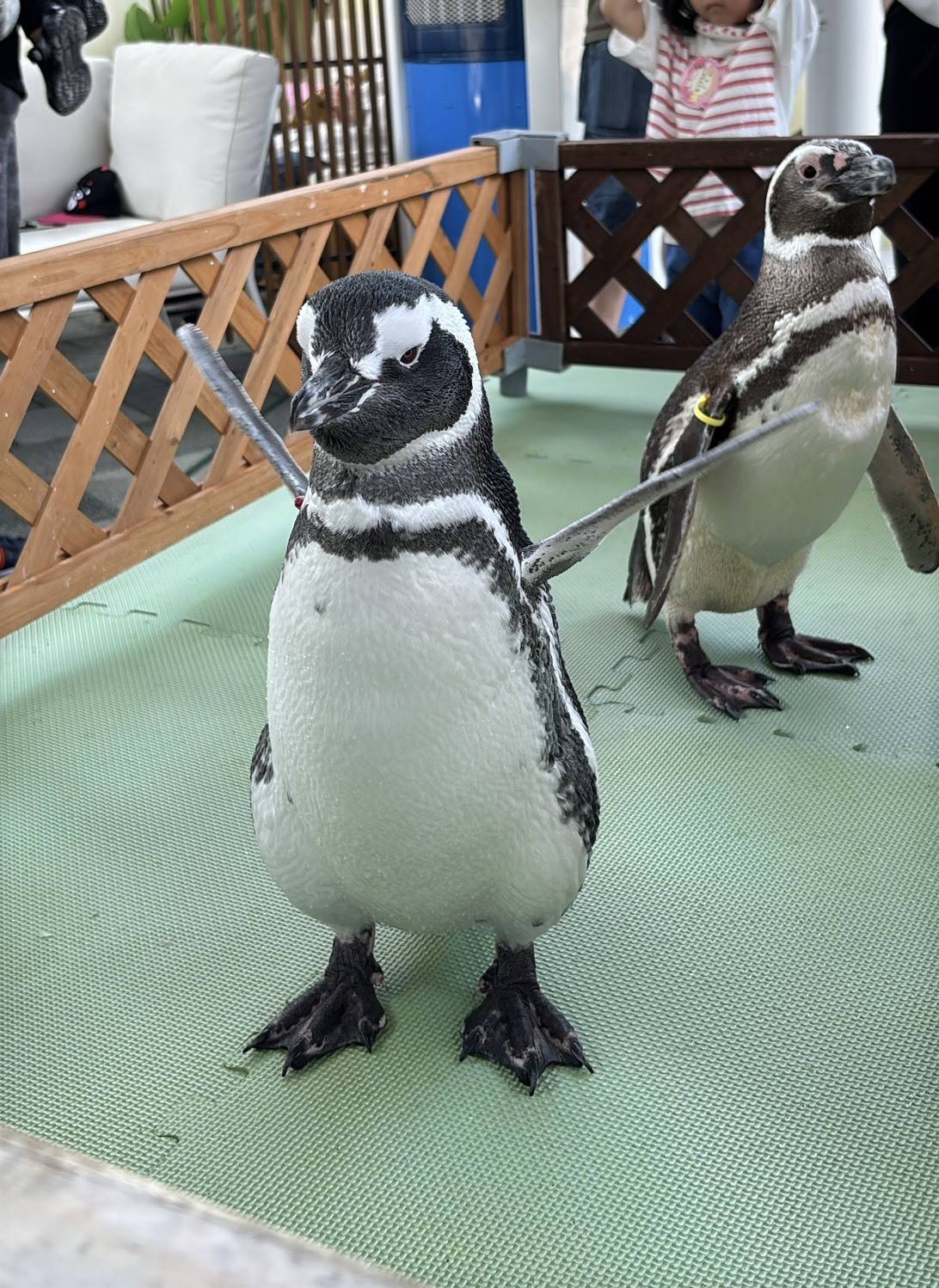 「うみたまご」のあそびーちのペンギン