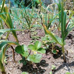 庭の植物を害虫から守る！今日からできる対策方法