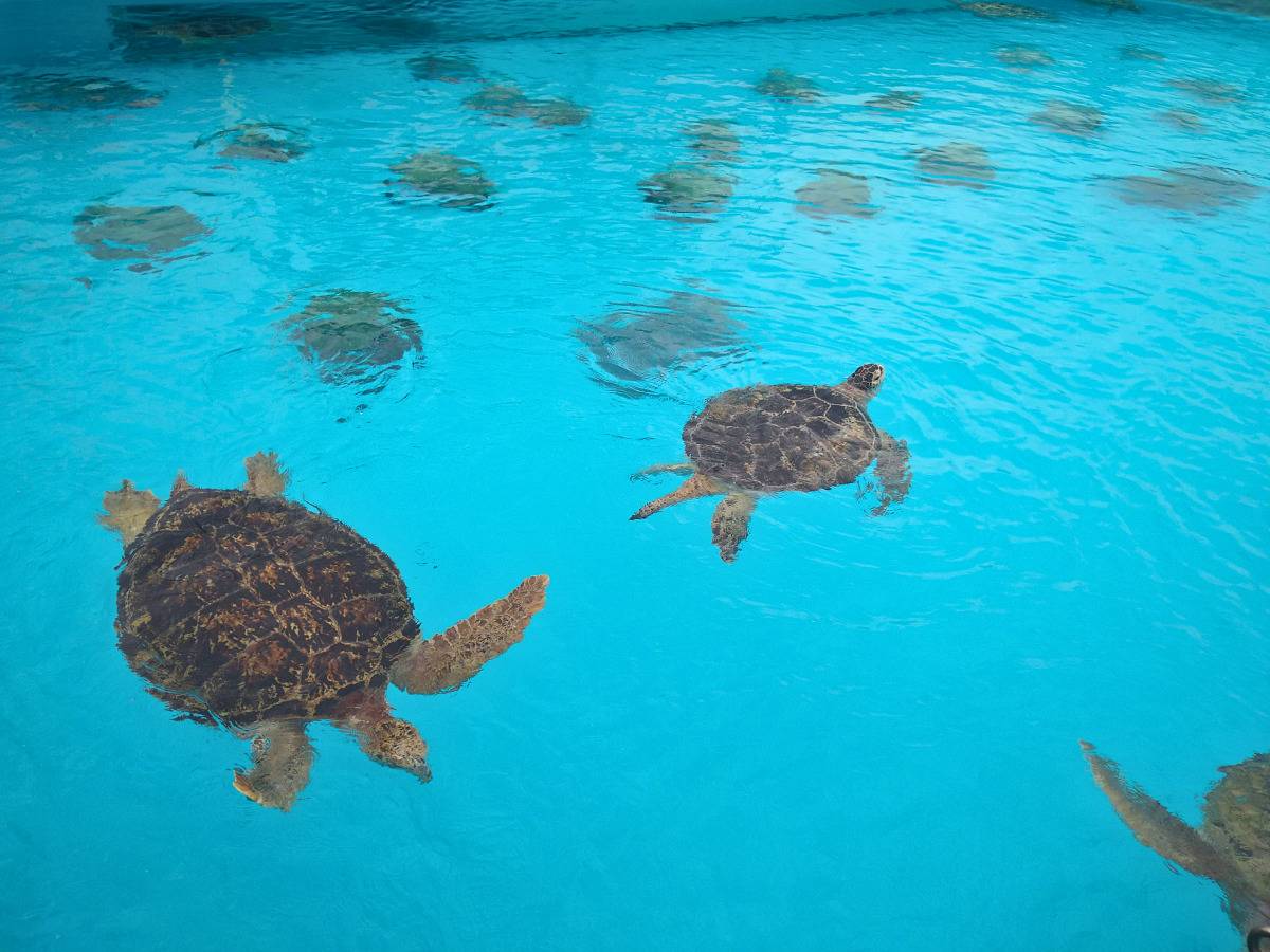 たくさんのウミガメが泳ぐ様子