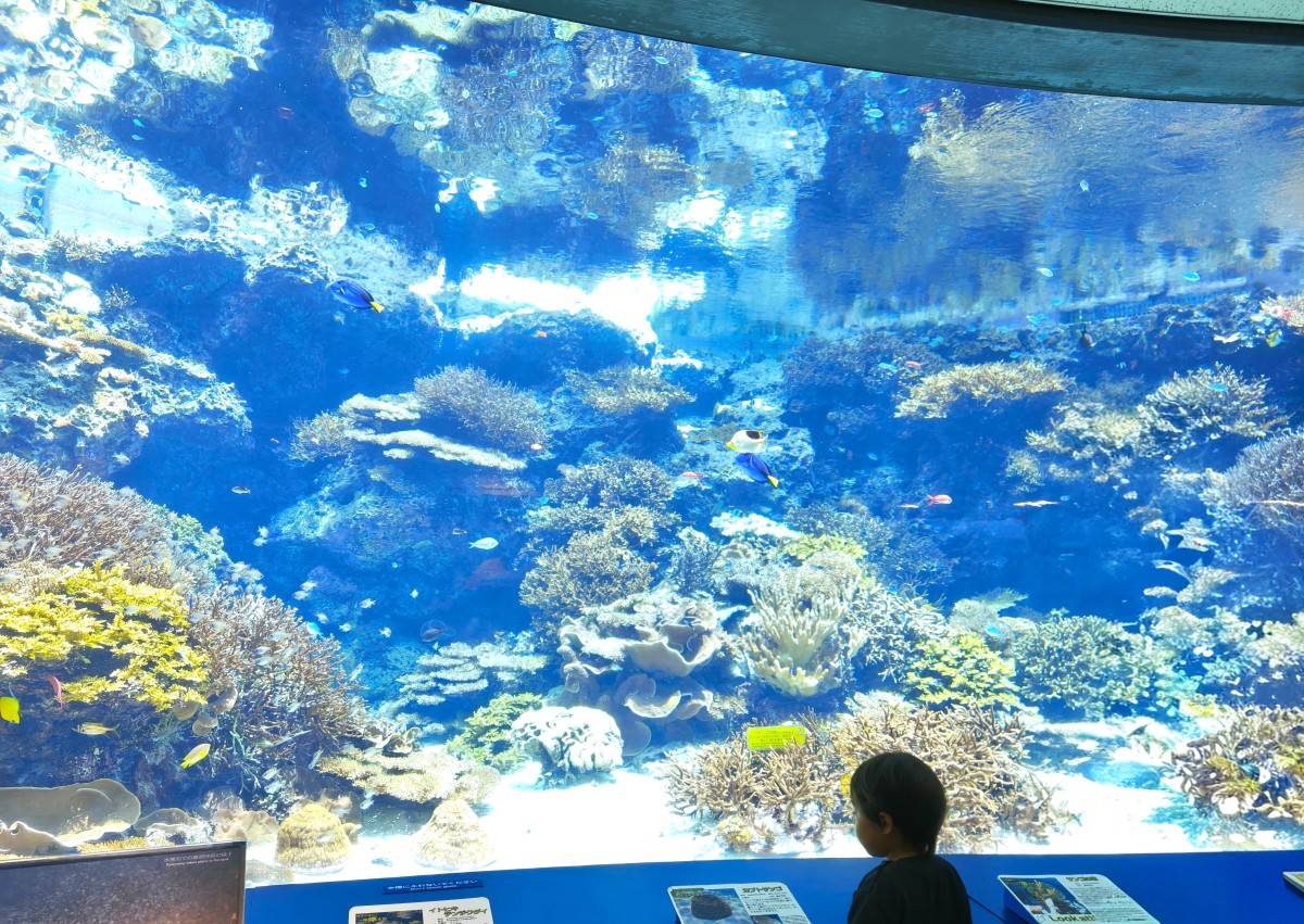 美しいサンゴ礁の水槽