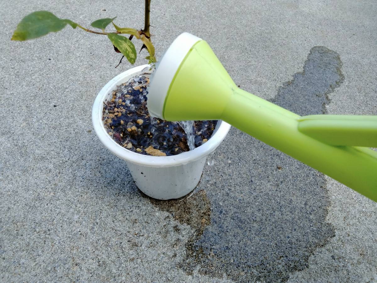じょうろで鉢にたっぷり水やり