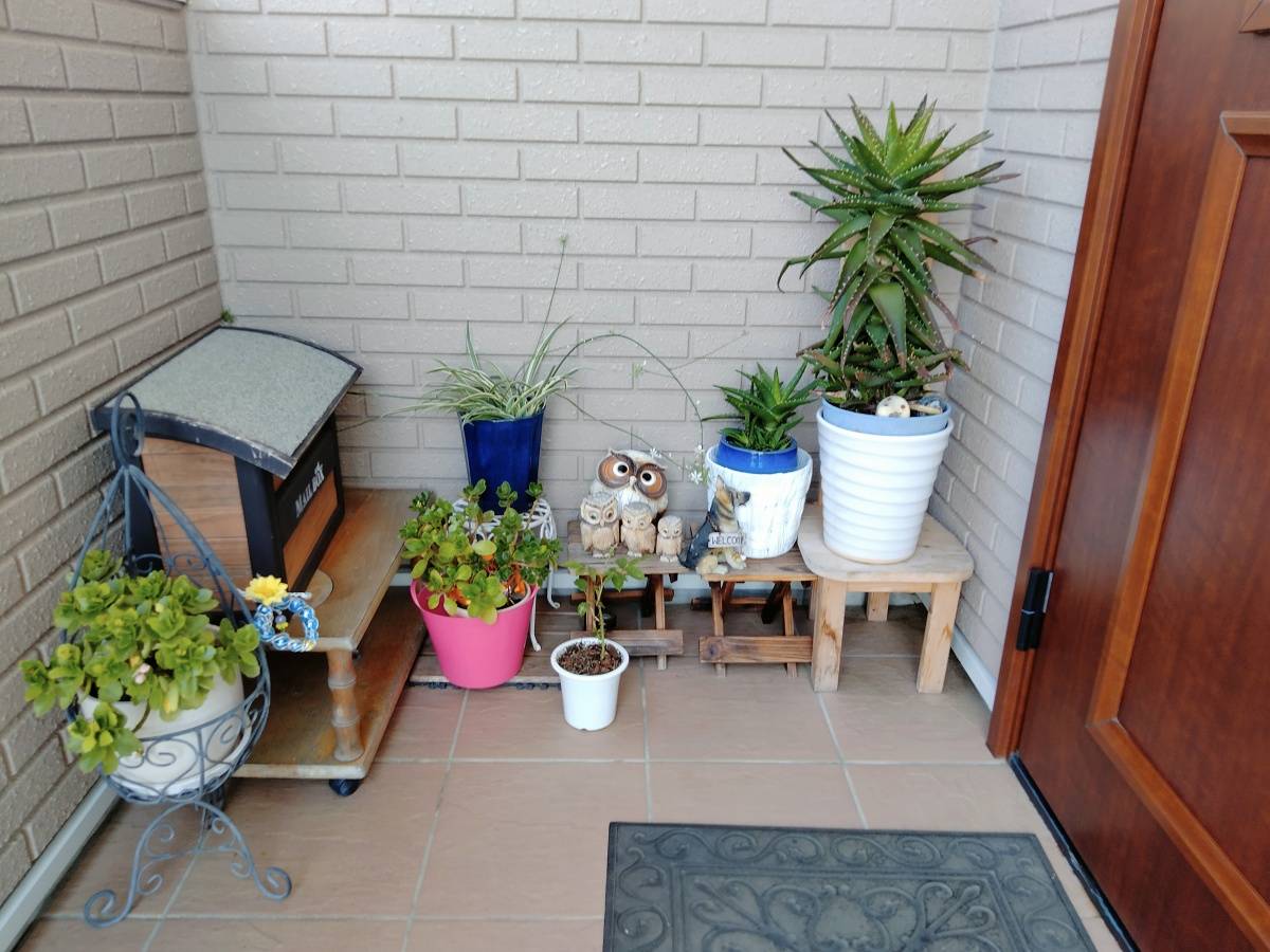 玄関先の日陰に置いた鉢植え