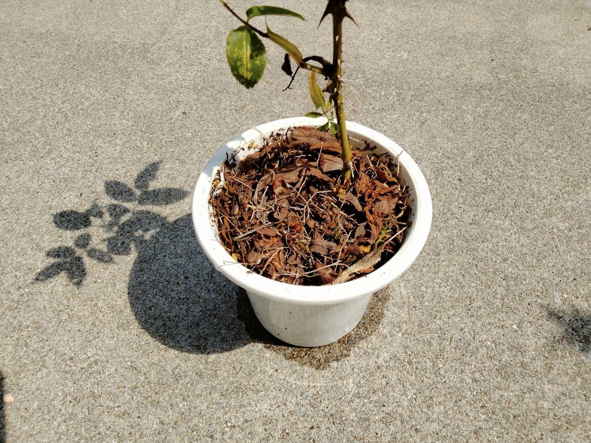 刈り草でマルチングした鉢