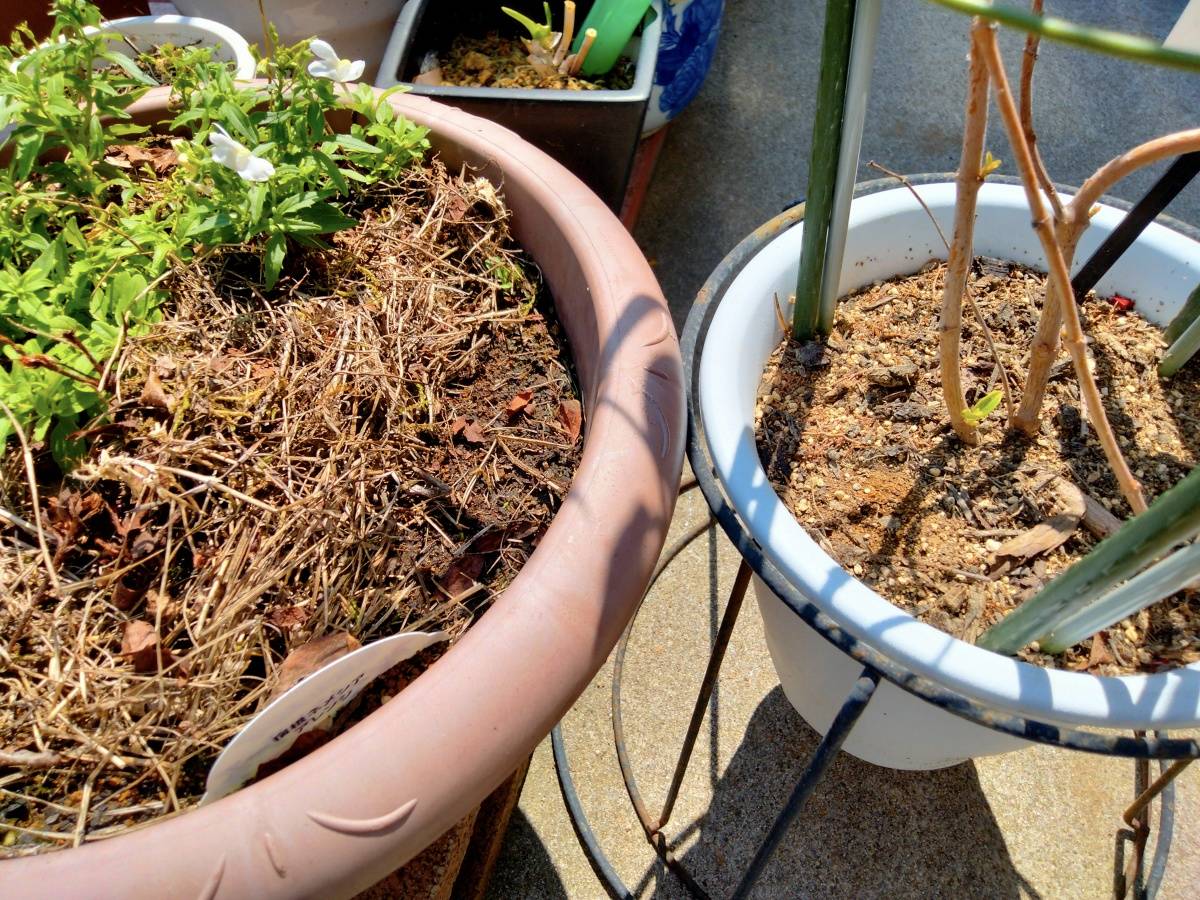 敷き草あり・なしの土の乾き比較