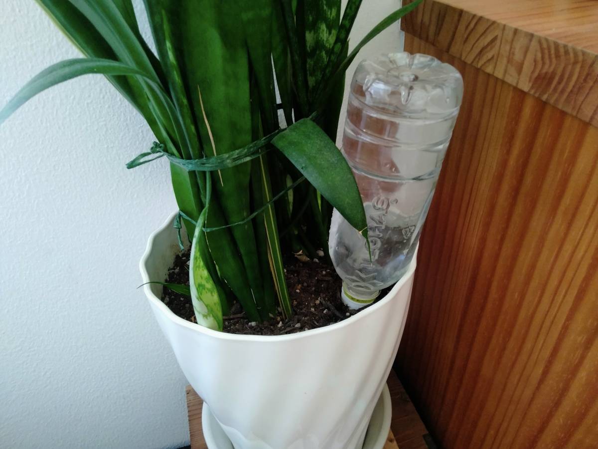 鉢に挿したペットボトル給水器