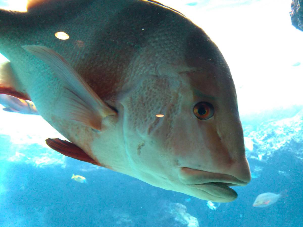 カメラ目線の魚のアップ
