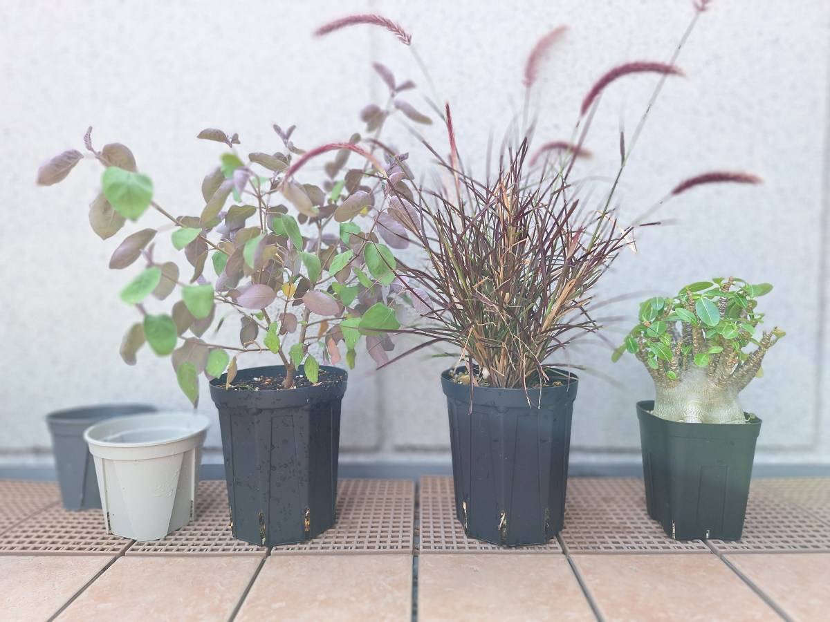 スリット鉢に植えた植物