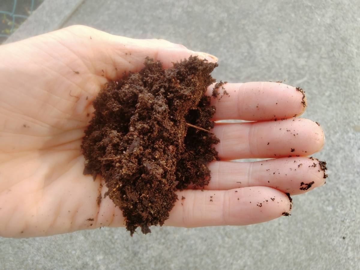 手のひらにのせた、土のように黒くなった完熟の自然堆肥