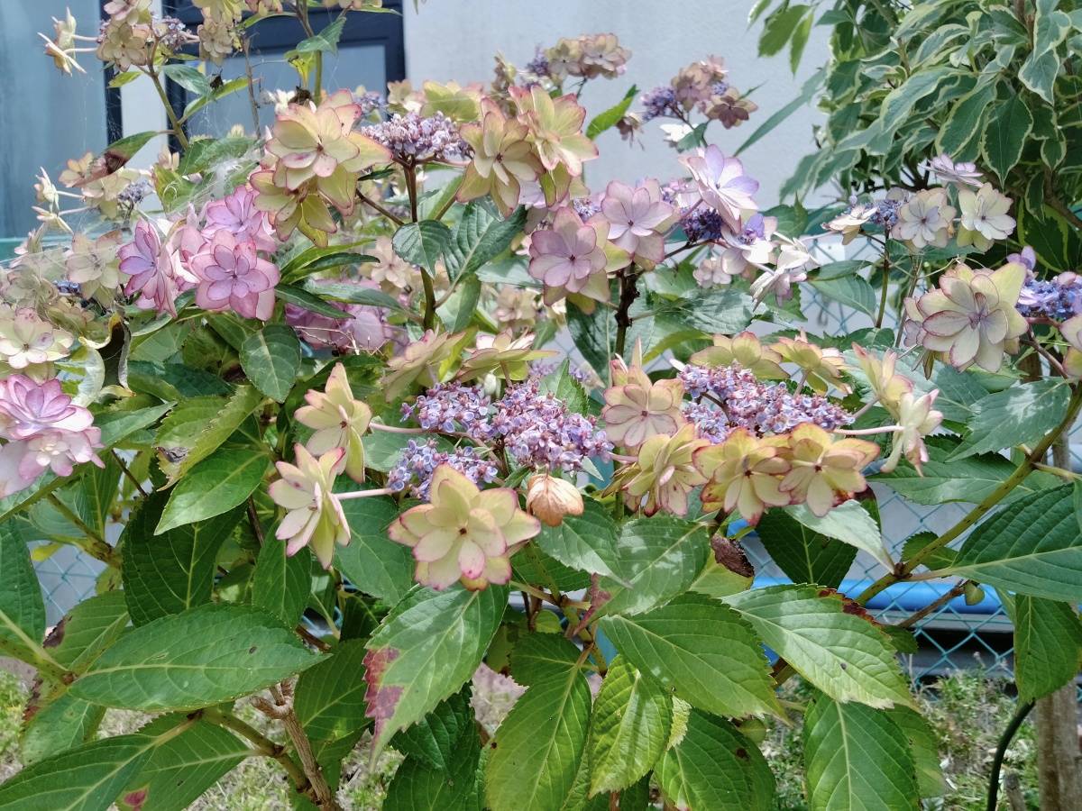 花の色が変わりはじめた紫陽花