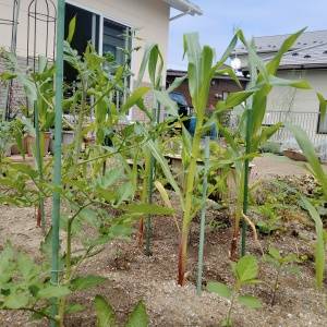  夏の日差しを浴びる家庭菜園の畑 