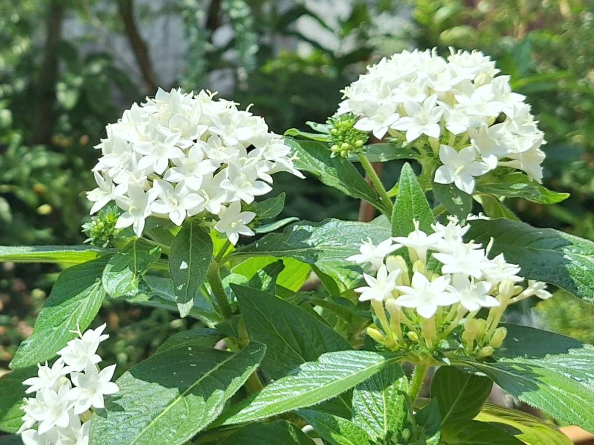 白い星形のペンタスの花