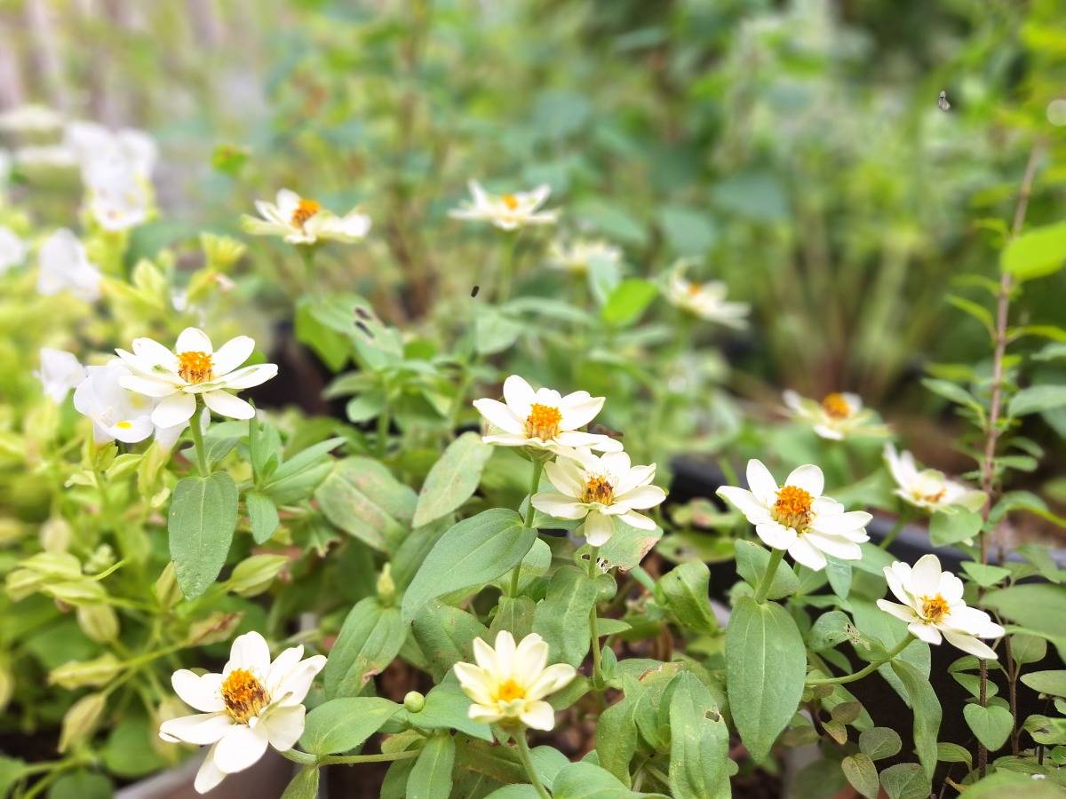 白花のジニア