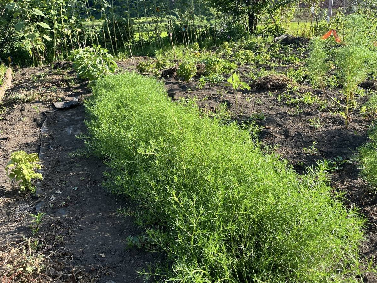 きれいに手入れされた家庭菜園で青々と育つおかひじき