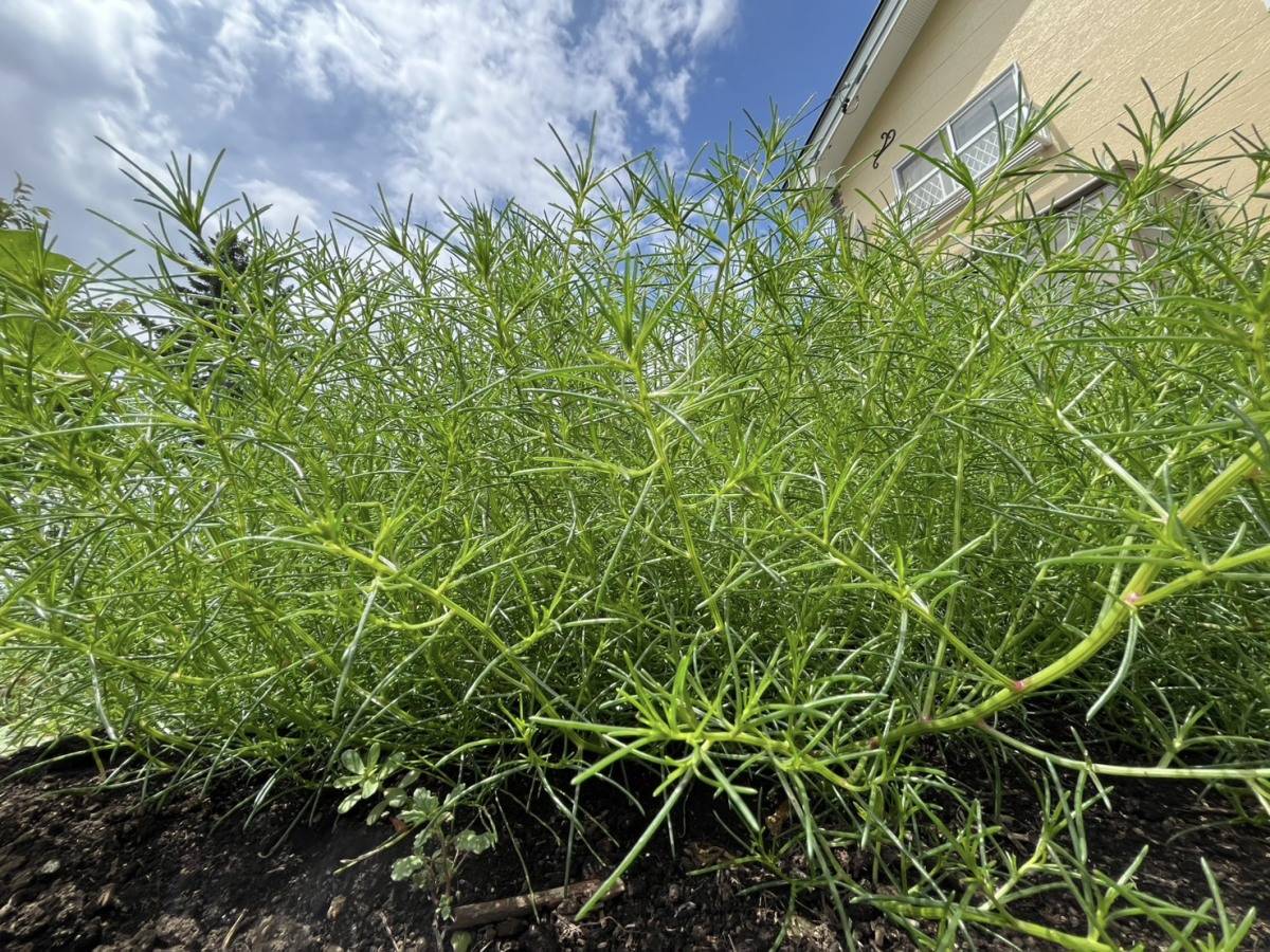 きれいに手入れされて青々と茂る緑の植物