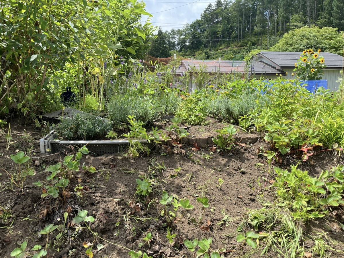 ラベンダーなど色々な植物が植えられている夏の庭