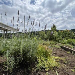 夏に肥料をあげても大丈夫？植物を元気に育てるポイント6選
