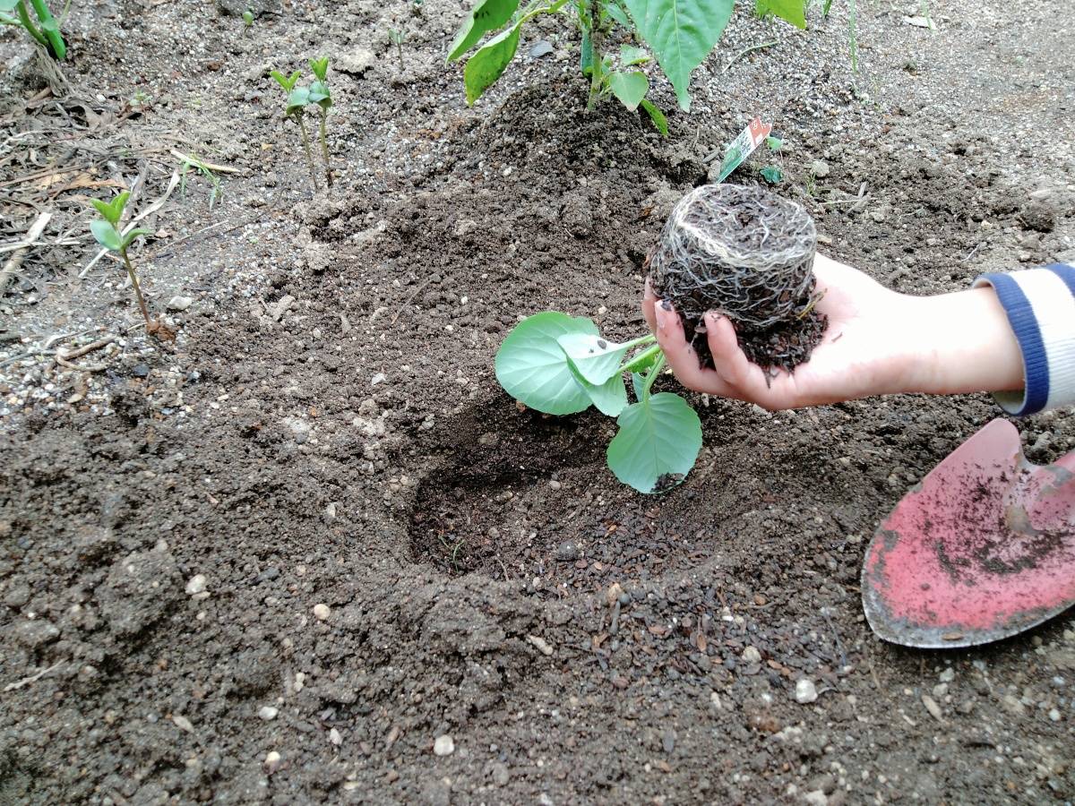 根鉢を崩さずキャベツ苗を植える様子