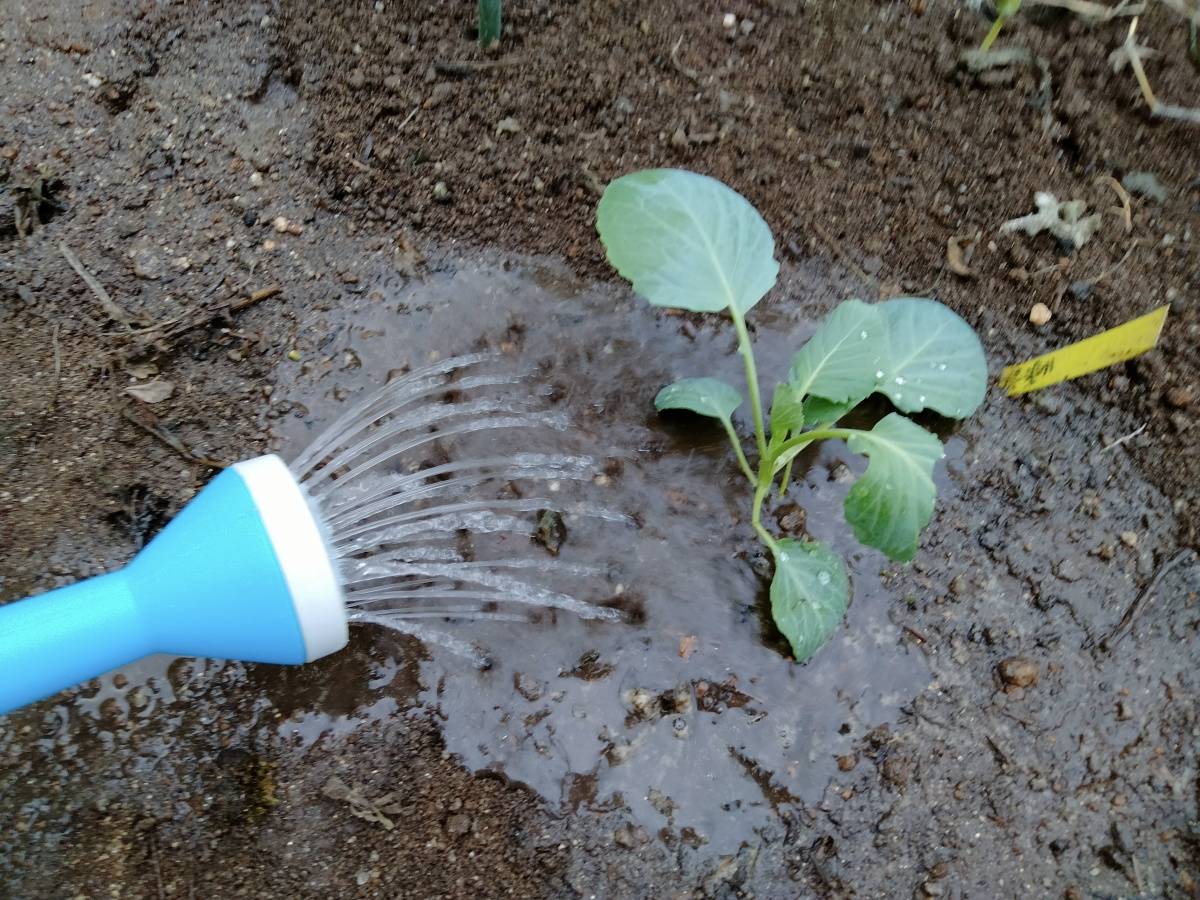 植え付け後にたっぷり水やりをする様子