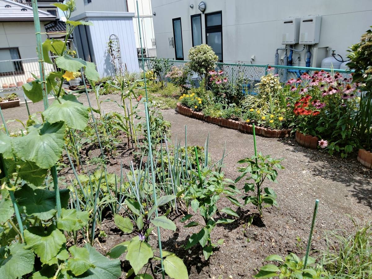 夏の日差しが差し込む家庭菜園
