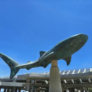【2026沖縄】夏限定で17時から2割引！「美ら海水族館」は夕方が狙い目です