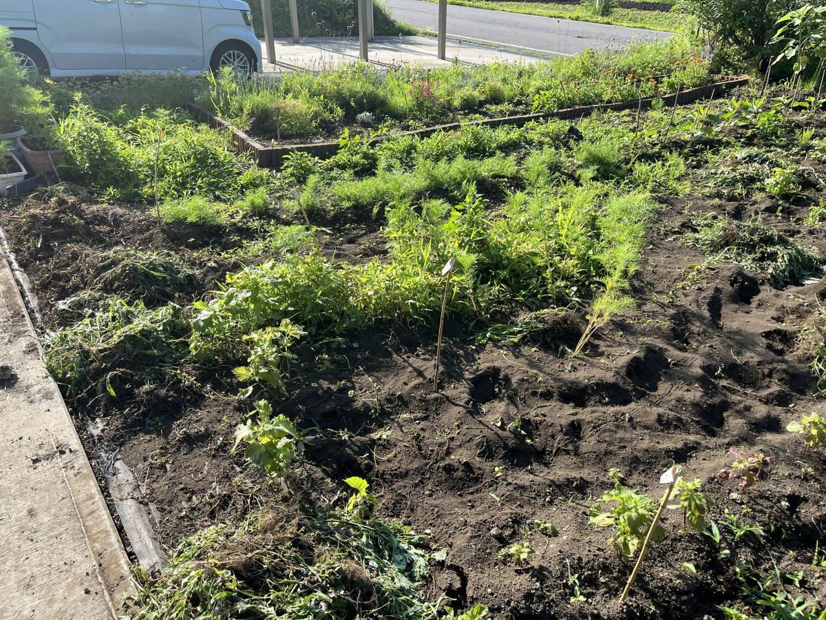 朝の光に照らされる家庭菜園の様子