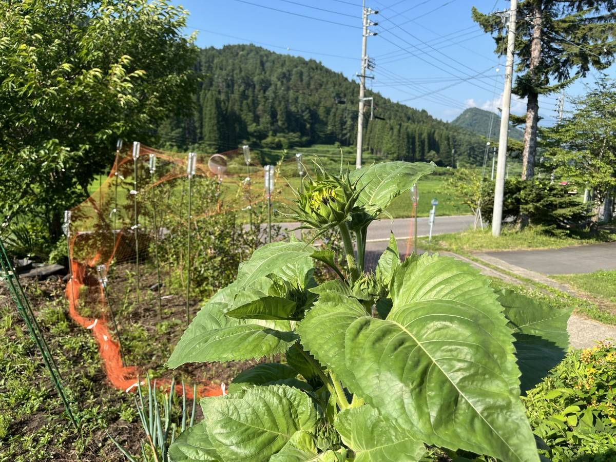 夏の日差しを浴びて膨らむヒマワリのつぼみ