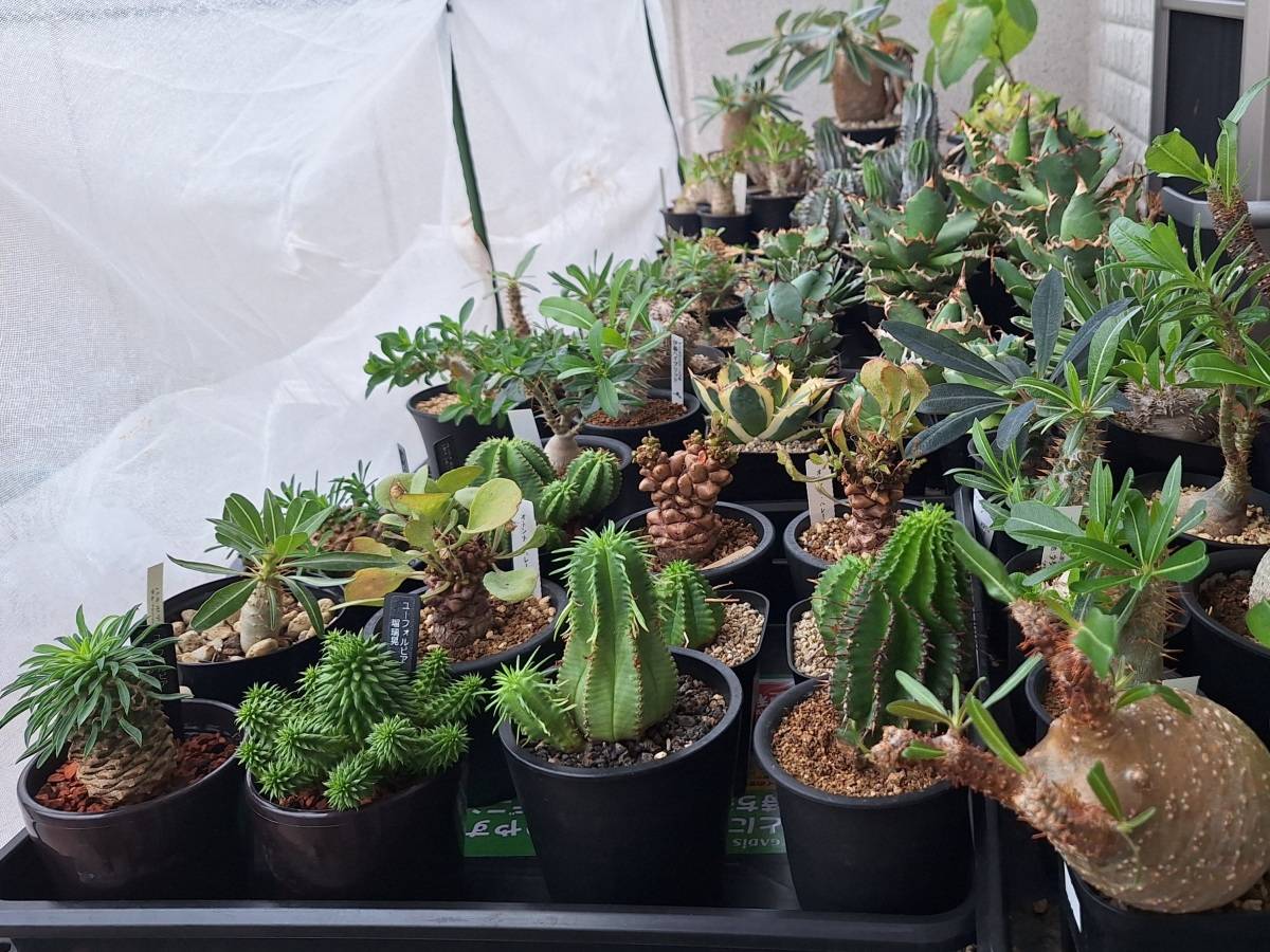 遮光ネット下の塊根植物