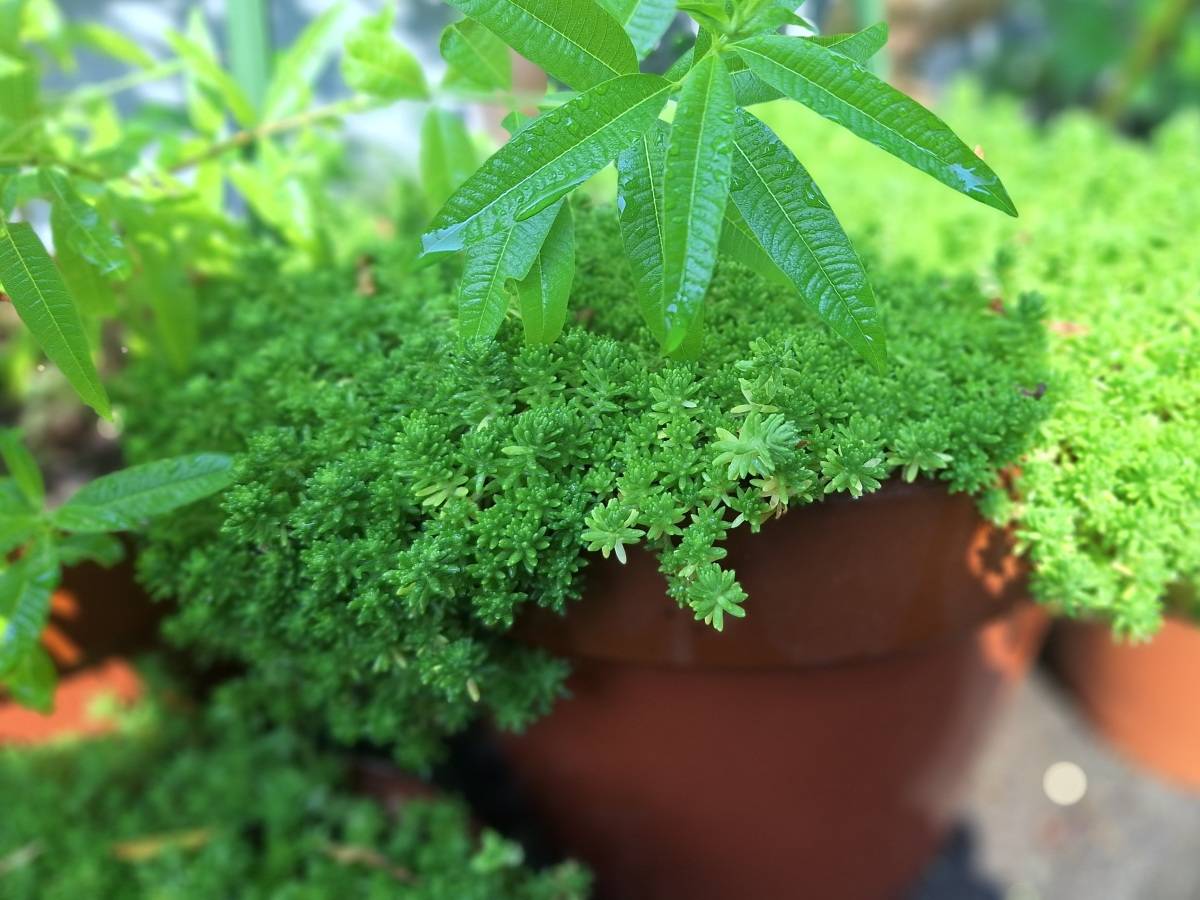 セダムに覆われた鉢植え
