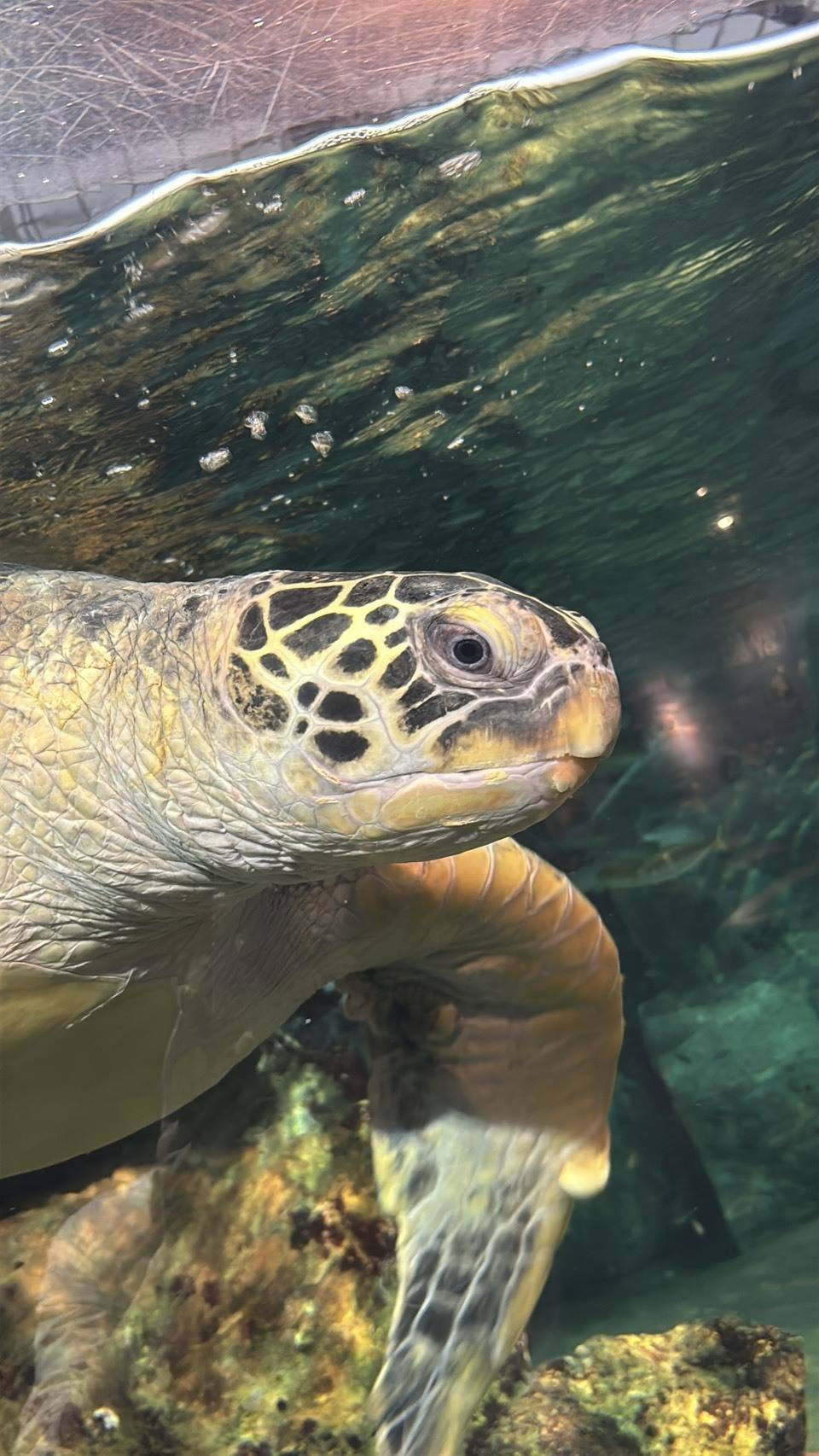 九十九島水族館海きららのウミガメ