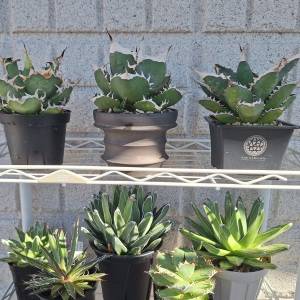 うっかり水やりを忘れがちな人へ。育ててわかった乾燥に強い植物5選