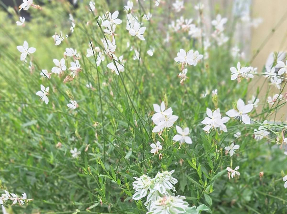 白い蝶のような花ガウラ