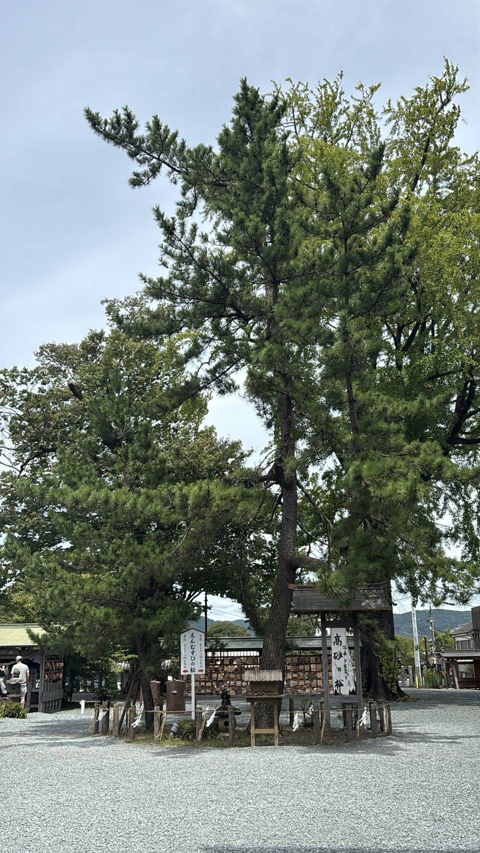 阿蘇神社の高砂の松