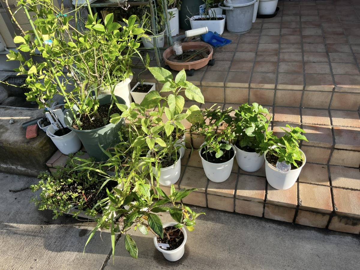 玄関前の階段に並べた白い鉢と、地面に置いた鉢植えやつる性の植物
